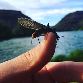 A salmonfly hatching on the Deschutes!
